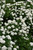 Tor Spirea (Spiraea betulifolia 'Tor' 1361.315) #3 15-18"