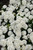 Tor Spirea (Spiraea betulifolia 'Tor' 1361.315) #3 15-18"