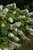 Jetstream Hydrangea (Hydrangea quercifolia 'PIIHQ-I' 1003.3) #3 