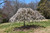Snow Fountains Yoshino Cherry (Prunus 'Snow Fountains' 0435.9) #15 