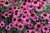 Sombrero Rosada Coneflower (Echinacea 'Balsomrosa' 5346.1) #1 