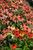 Cheyenne Spirit Coneflower (Echinacea 'Cheyenne Spirit' 4913.1) #1 