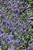 SuperBlue Lavender (Lavandula angustifolia 'SuperBlue' 4504.1) #1 
