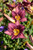 Purple de Oro Daylily (Hemerocallis 'Purple de Oro' 4509.1) #1 