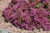 Dragon's Blood Stonecrop (Sedum spurium 5342.1) #1 