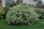 Ivory Halo Dogwood (Cornus alba 'Ivory Halo' 1043.5) #5 