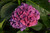 Wee Bit Grumpy Hydrangea (Hydrangea macrophylla 'Stragrum' 1588.3PW) #3 PWINNER