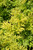Golden Tower Elder (Sambucus nigra 'Jdeboer001' 1335.3) #3 
