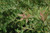 Flamingo Willow (Salix integra 'Flamingo' 0547.3) #3 