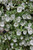 Kintzley's Ghost Honeysuckle (Lonicera reticulata 'Kintzley's Ghost' 1160.3PW) #3 PWINNER