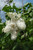 Miss Ellen Willmott Lilac (Syringa vulgaris 'Miss Ellen Willmott' 1401.5) #5 