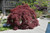 INABA SHIDARE JAPANESE MAPLE #3