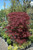 RED DRAGON JAPANESE MAPLE #5