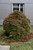 ORANGEOLA JAPANESE MAPLE #10
