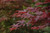 FIREGLOW JAPANESE MAPLE #5