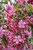 Red Barron Flowering Crab (Malus 'Red Barron' 0305.966) #15 6'