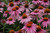 Magnus Coneflower (Echinacea purpurea 'Magnus' 4317.1) #1 