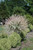 Tricolor Willow (tree form) (Salix integra 'Hakuro Nishiki (tree form)' 0420.9ST) #15 STD