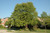 Heritage River Birch (Betula nigra 'Heritage' 0092.9M8) #15 8' MS