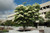 Frans Fontaine Hornbeam (Carpinus betulus 'Frans Fontaine' 0123.968) #15 8'