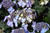 Pop Star Hydrangea (Hydrangea macrophylla 'BAILMACSIX' 1903.3) #3 