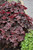 Palace Purple Coral Bells (Heuchera micrantha 'Palace Purple' 4802.1) #1 