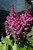 Visions Astilbe (Astilbe chinensis 'Visions' 4081.1) #1 
