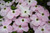Stellar Pink Flowering Dogwood (Cornus 'Stellar Pink' 0041.5) #5 