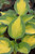 Forbidden Fruit Hosta (Hosta 'Forbidden Fruit' 4252.1) #1 