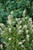 Hummingbird Summersweet (Clethra alnifolia 'Hummingbird' 1214.3) #3 