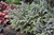 Japanese Painted Fern (Athyrium nipponicum 'Pictum' 4121.1) #1 
