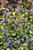 Plumbago (Ceratostigma plumbaginoides 4148.1) #1 