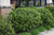 Blue Prince Meserve Holly (Ilex x meserveae 'Blue Prince' 2026.315) #3 15-18"