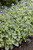 Jack Frost Bugloss (Brunnera macrophylla 'Jack Frost' 5709.1) #1 