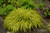 Golden Variegated Hakone Grass (Hakonechloa macra 'Aureola' 4357*1) TRADE 1 