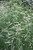 Blonde Ambition Blue Grama Grass (Bouteloua gracilis 'Blonde Ambition' 5281.2) #2 