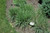 Purple Lovegrass (Eragrostis spectabilis 5242.1) #1 