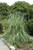 Ravenna Grass (Erianthus ravennae 4326.2) #2 