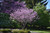 Eastern Redbud (Cercis canadensis 0130.8) #10 