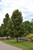 Boulevard Linden (Tilia americana 'Boulevard' 0577011.) #20 1.5"