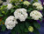 FlowerFull Smooth Hydrangea (Hydrangea arborescens 'BAIFUL' 1240.5) #5 