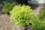 Mellow Yellow Spirea (Spiraea thunbergii 'Mellow Yellow' 1380.3) #3 