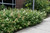 False Spirea (Sorbaria sorbifolia 1343.3) #3 