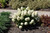 Little Lime Punch Hydrangea (Hydrangea paniculata 'SMNHPH' 1290.3PW) #3 PWINNER