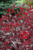 Purpleleaf Sandcherry (Prunus x cistena 1275.3) #3 