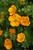 Mandarin Tango Potentilla (Potentilla fruticosa 'Jefman' 1302.3) #3 