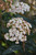 Prague Viburnum (Viburnum x pragense 1513.3) #3 