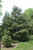 Canadian Hemlock (Tsuga canadensis 3235.5) #5 