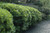 Northern Bayberry (Myrica pensylvanica 1171.5) #5 