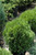 Tom Thumb Arborvitae (Thuja occidentalis 'Tom Thumb' 2249.515) #5 15-18"